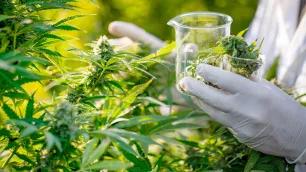 Understanding the strength of medical cannabis flower?